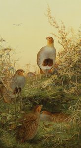 A Covey of Partridge in the Bracken at Sunset by Charles Whymper